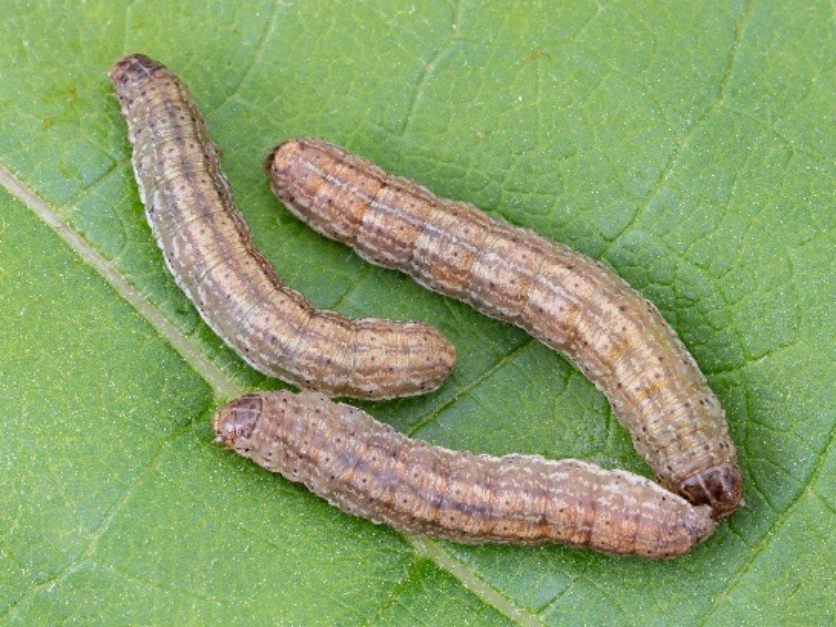 cutworms 