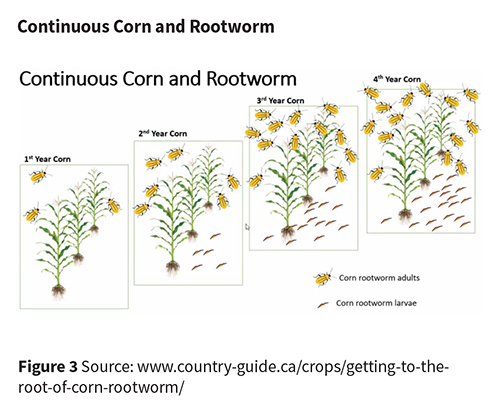 Continuous corn and rootworm