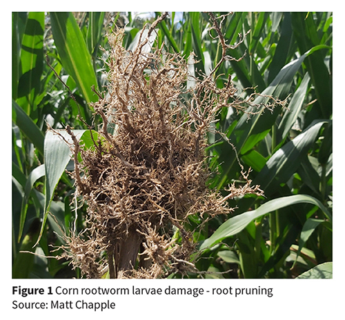 Corn rootworm larvae damage - root pruning