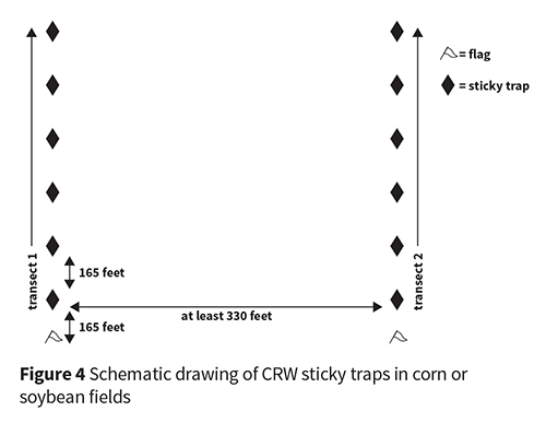 CRW sticky traps in corn or soybean fields