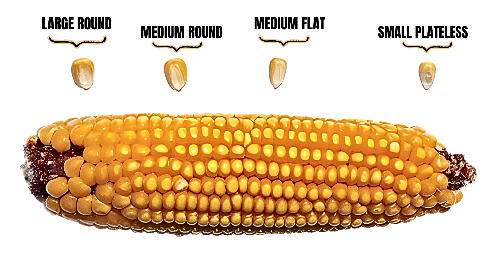 Corn kernel size-01 Corn kernel size-01