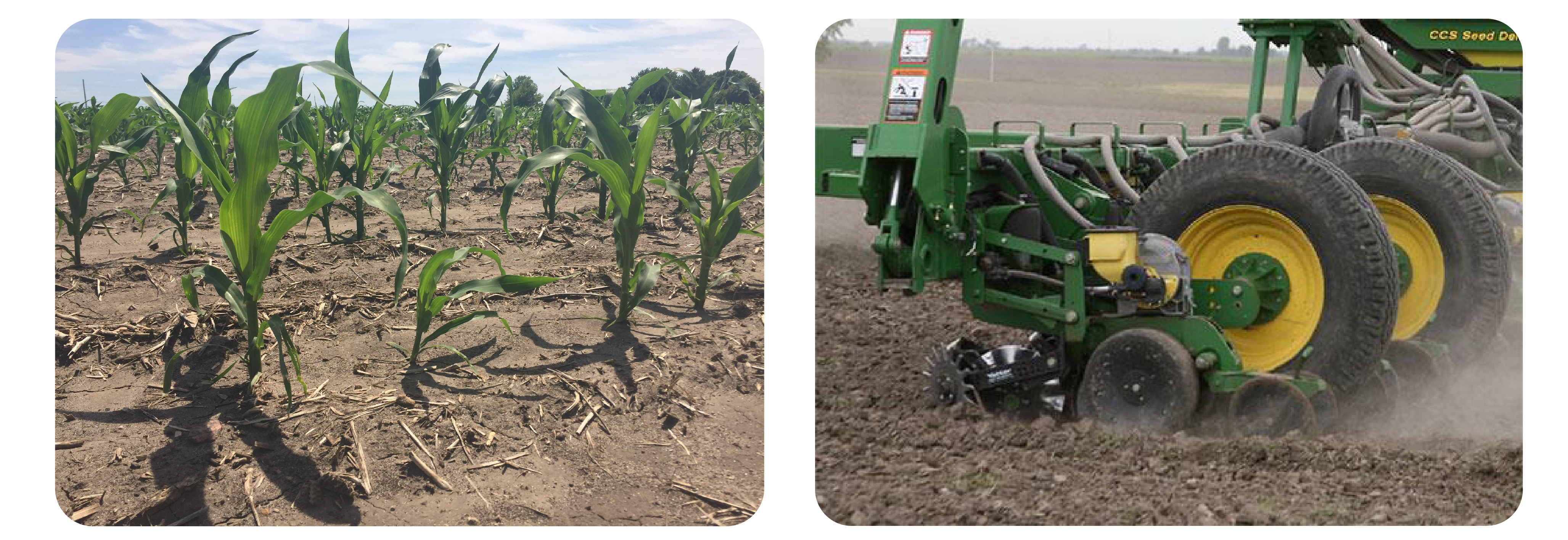 Corn uniformity photos Corn uniformity photos