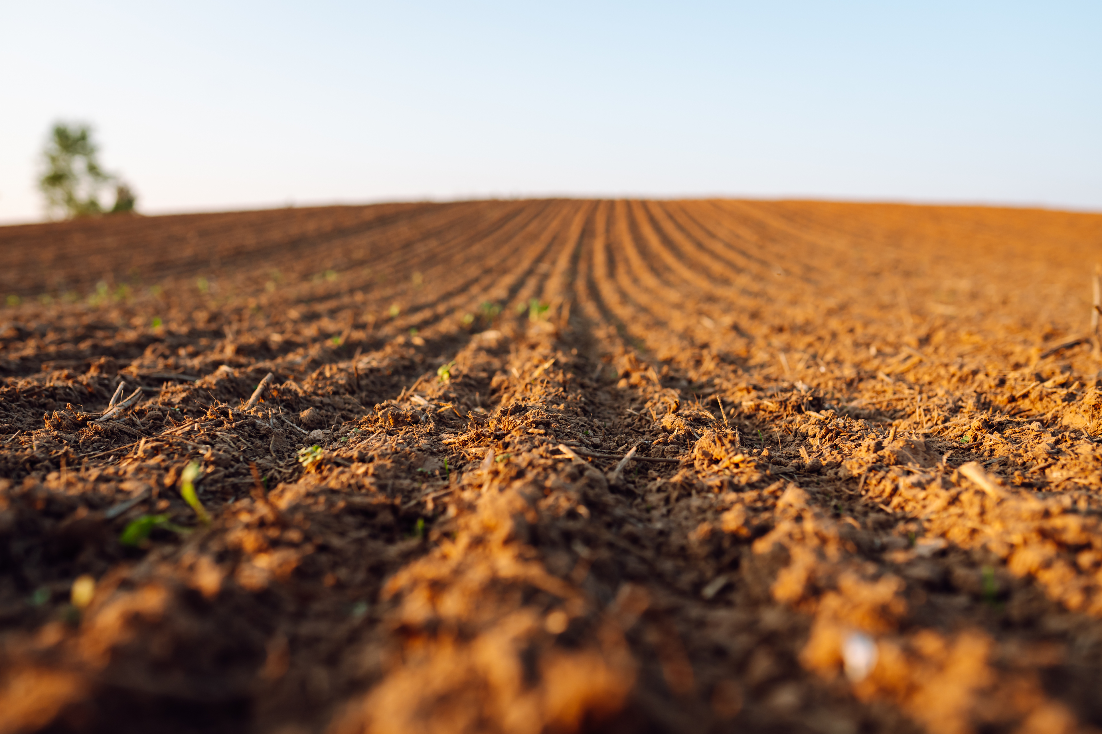 Cover image for Planting in Warm soils Cover image for Planting in Warm soils