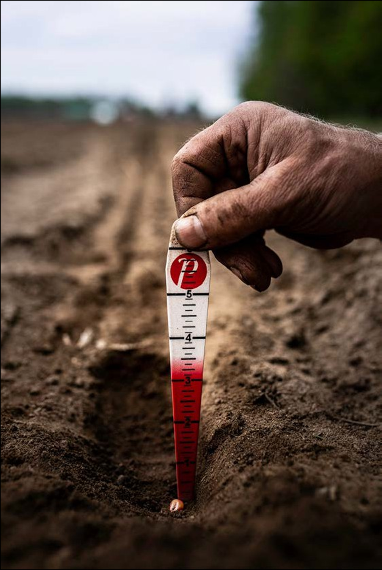 Seed depth finder Seed depth finder